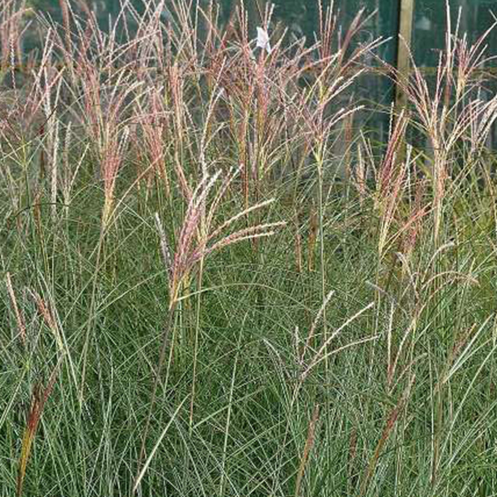 6 x eulalie 'gracillimus' - miscanthus sinensis 'gracillimus' - godet 9cm x 9cm