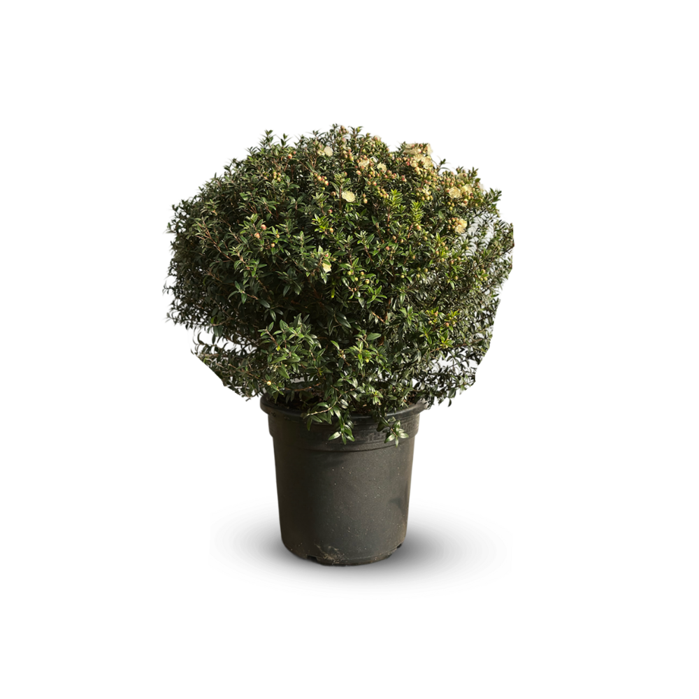 Myrte commune touffe - myrtus communis - arbre méditerranéen - arbre fleuri - ↕ 50-60 cm - ⌀ 24 cm
