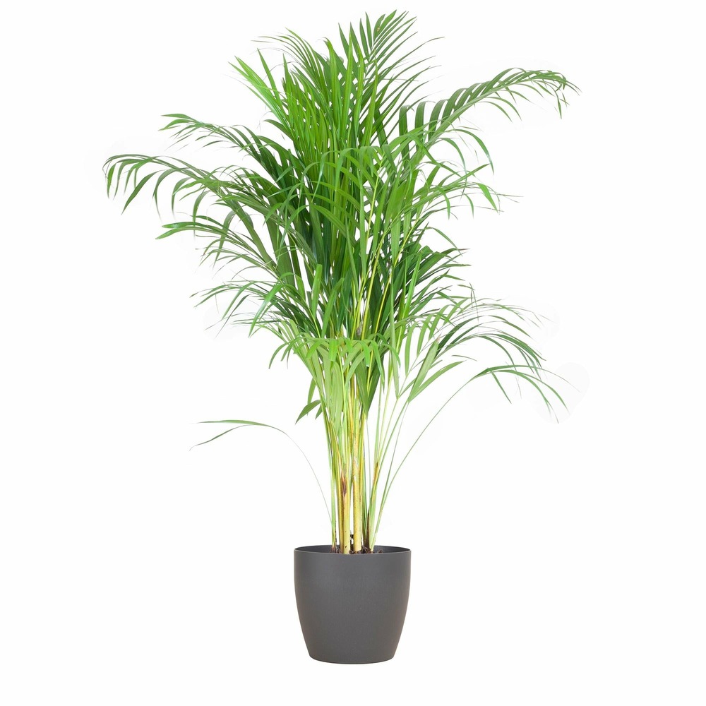 Palmier areca et son pot gris - hauteur 100cm