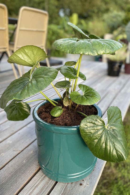 Farfugium 'gigantea' - en pot de 3 litres