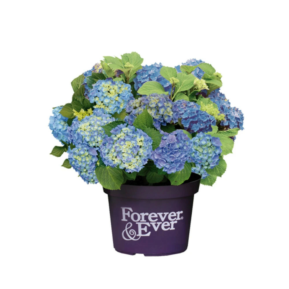 Hortensia forever&ever® bleu, hydrangea macrophylla pot de 12l - 50/60 cm