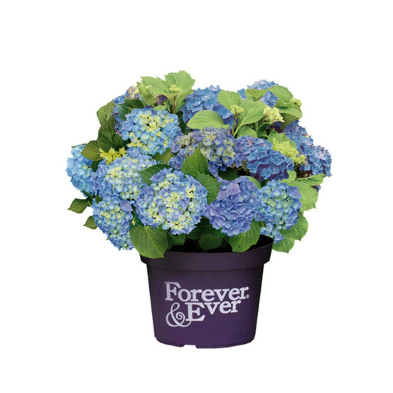 Hortensia forever&ever® bleu, hydrangea macrophylla pot de 12l - 50/60 cm