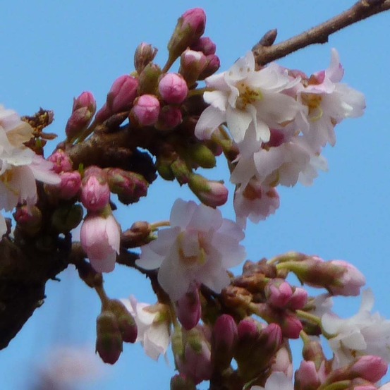 Cerisier du japon 'autumnalis rosea' pot de 7,5l/10l