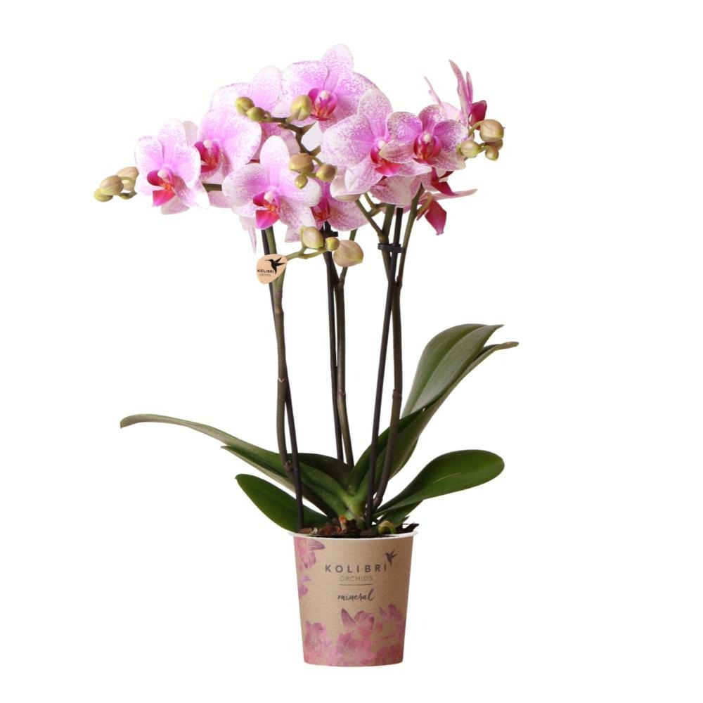 Orchidée phalaenopsis rose - rotterdam minérale 45cm - plante d'intérieur