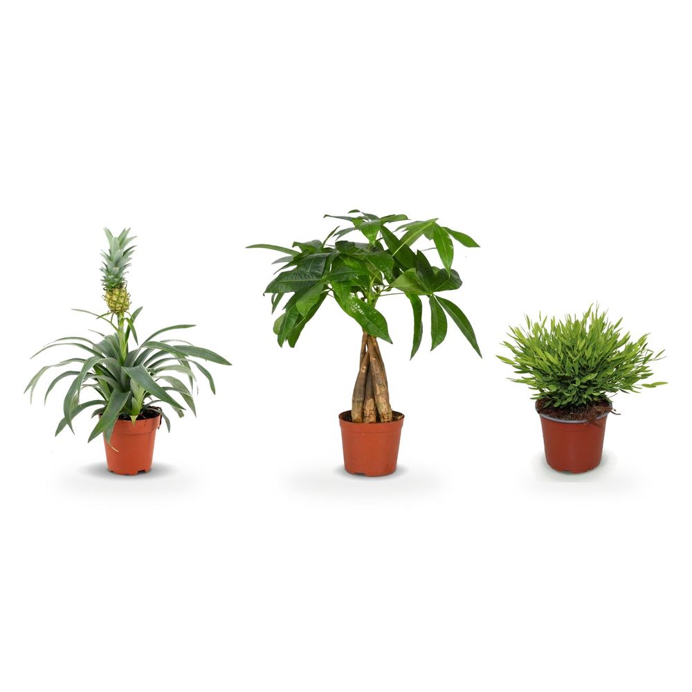 Trio porte-bonheur — pachira aquatica, pogonatherum monica & ananas mi amigo