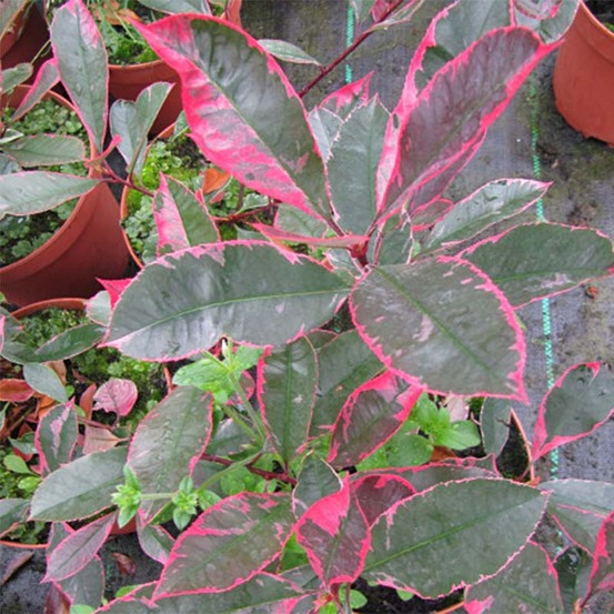 Photinia 'louise' pot de 2l/3l