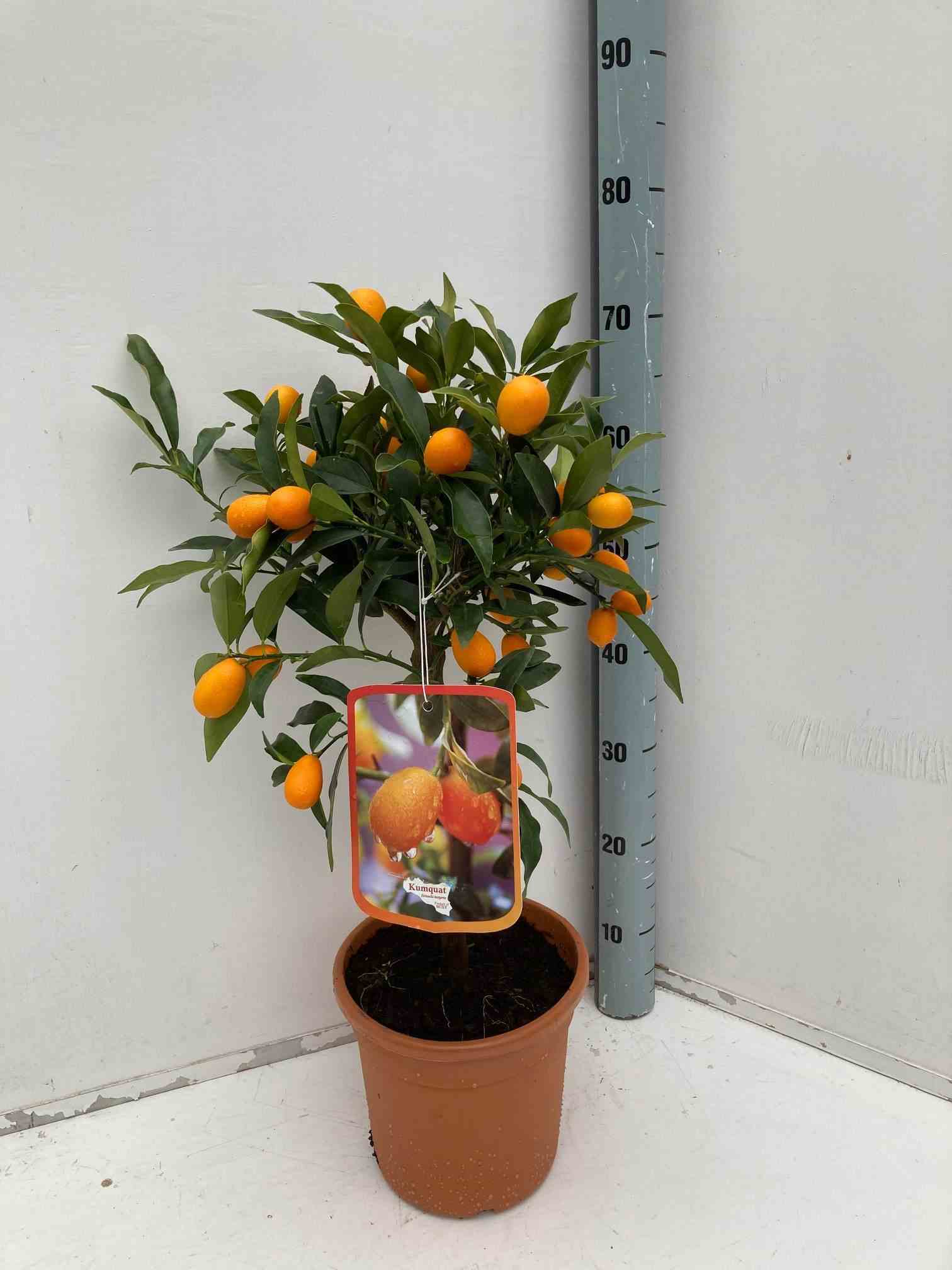 Citrus kumquat adulte (fortunella margarita)   blanc - taille pot de 80l - 150/175cm -20/30 peri