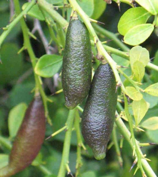 Microcitrus australasica pulpe rose (caviar de citron) pot de 9 litres -140/160 cm