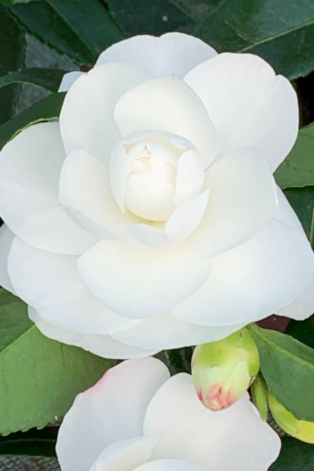 Camélia 'early pearly' - en pot de 1 litre