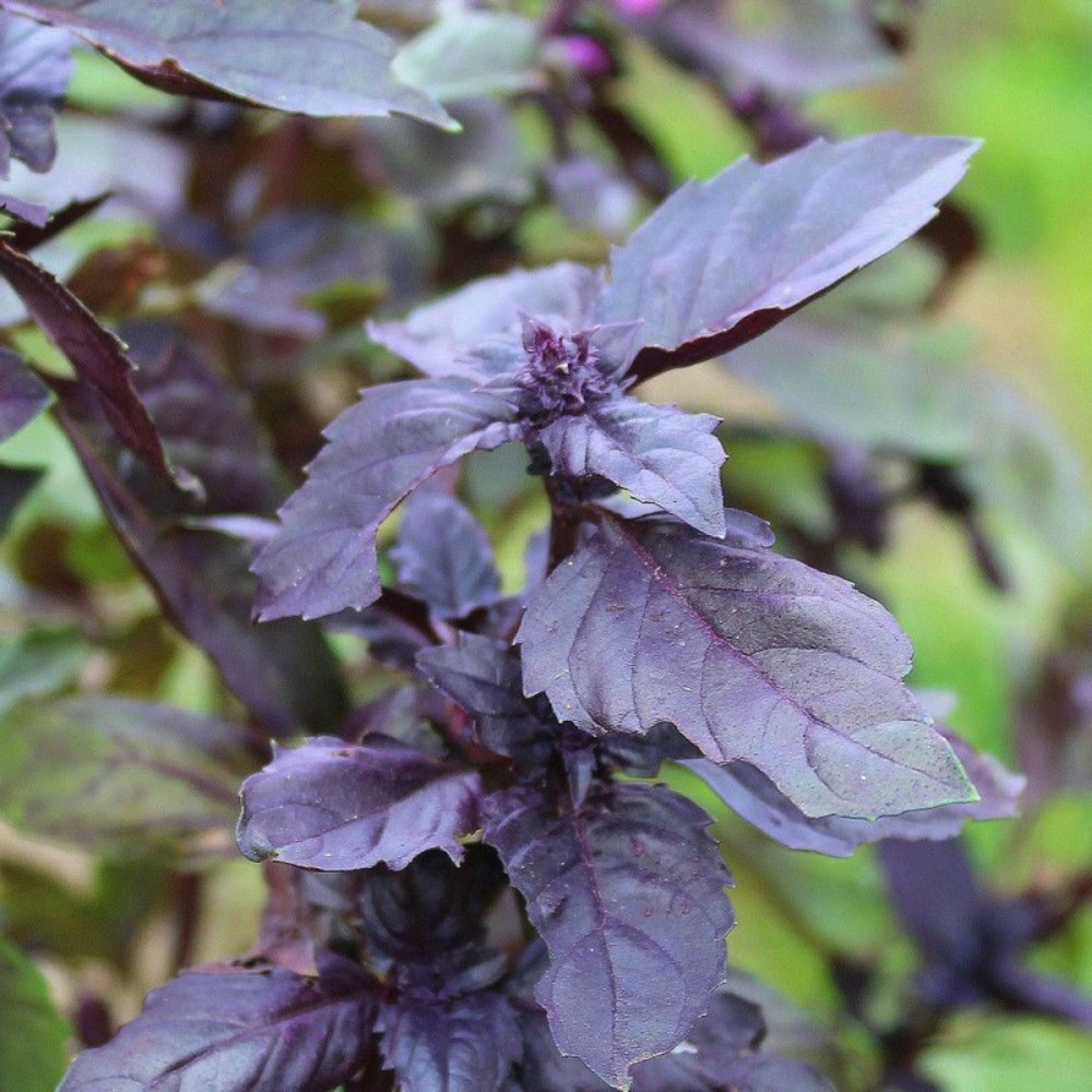 Graines de basilic pourpre - vilmorin sachet