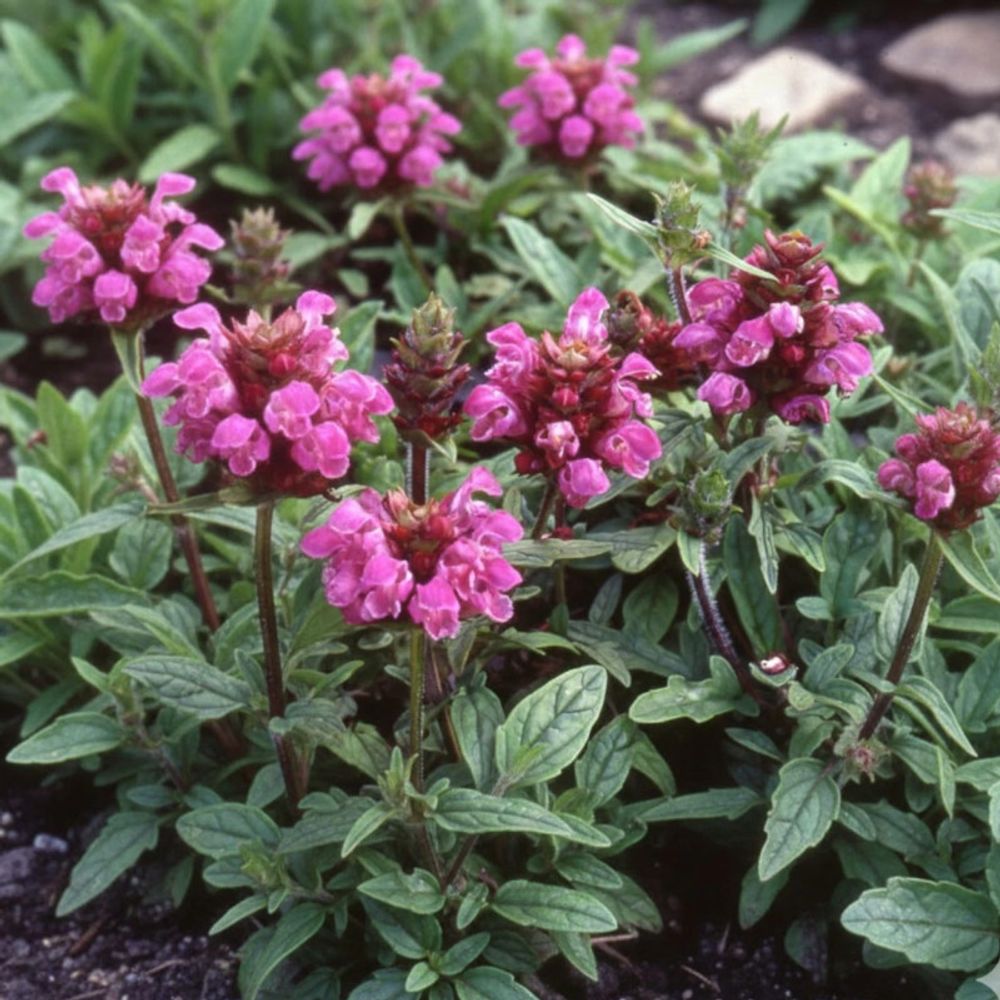 Brunelle à grandes fleurs rubra lot de 3 godets