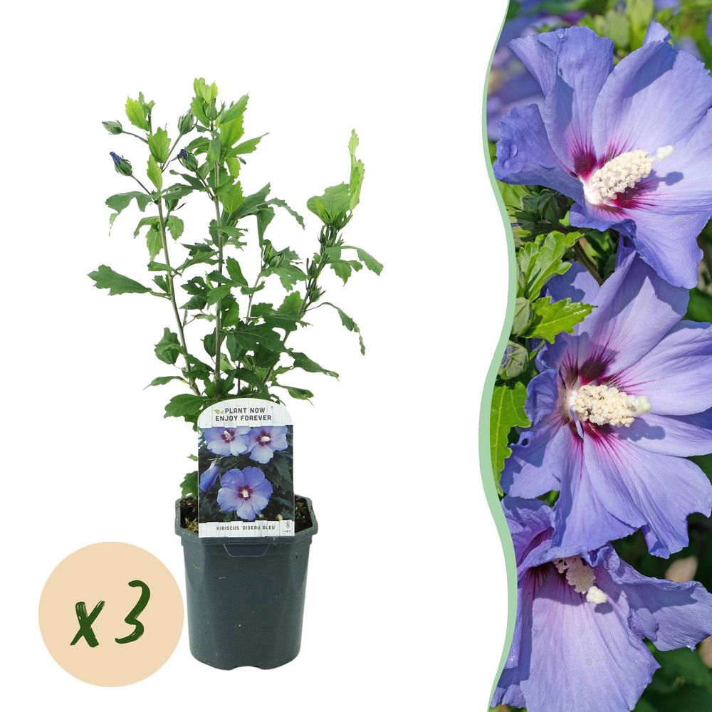 Hibiscus 'oiseau bleu' - lot de 3 - pot 17 cm - hauteur 45 cm