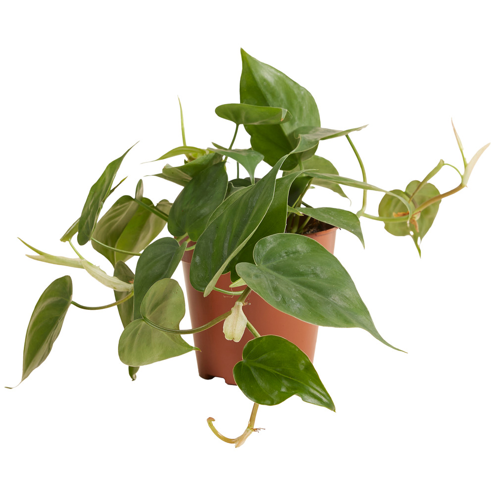 Philodendron scandens - plante retombante/grimpante - 15-20 cm - pot 12 cm