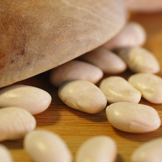 Graines de haricot nain à écosser blanc précoce - vilmorin sachet