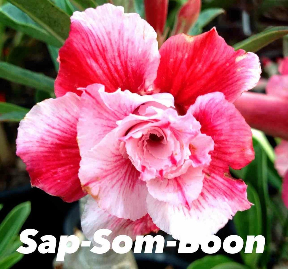 Adenium obesum cv.sap som aubaine caudex d'environ 300g 20/25cm