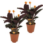 Calathea crocata - purificateur d'air - set de 2 plantes d'intérieur - pot 14cm - hauteur 40-50cm