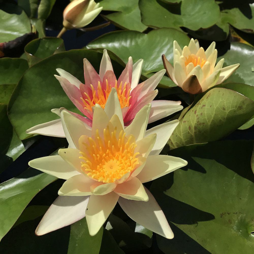 Nymphaea 'paul hariot' - nénuphar mature en racines nues