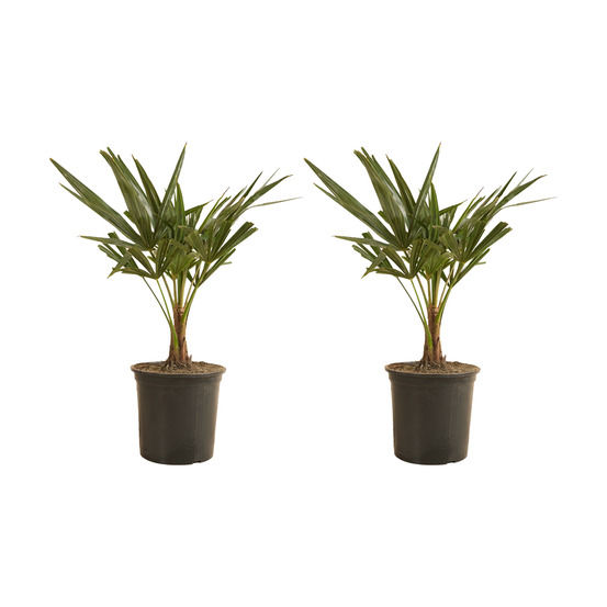 Lot de 2 - trachycarpus fortunei - palmier chanvre - plantes de jardin - 50-70 cm de haut - ⌀19 cm