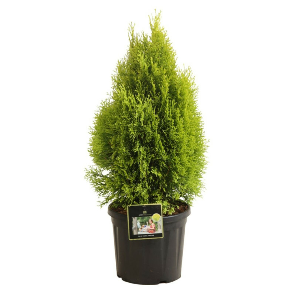 Thuya occidental golden smaragd - thuja occidentalis golden smaragd (janed gold) 40/50cm pot 8l