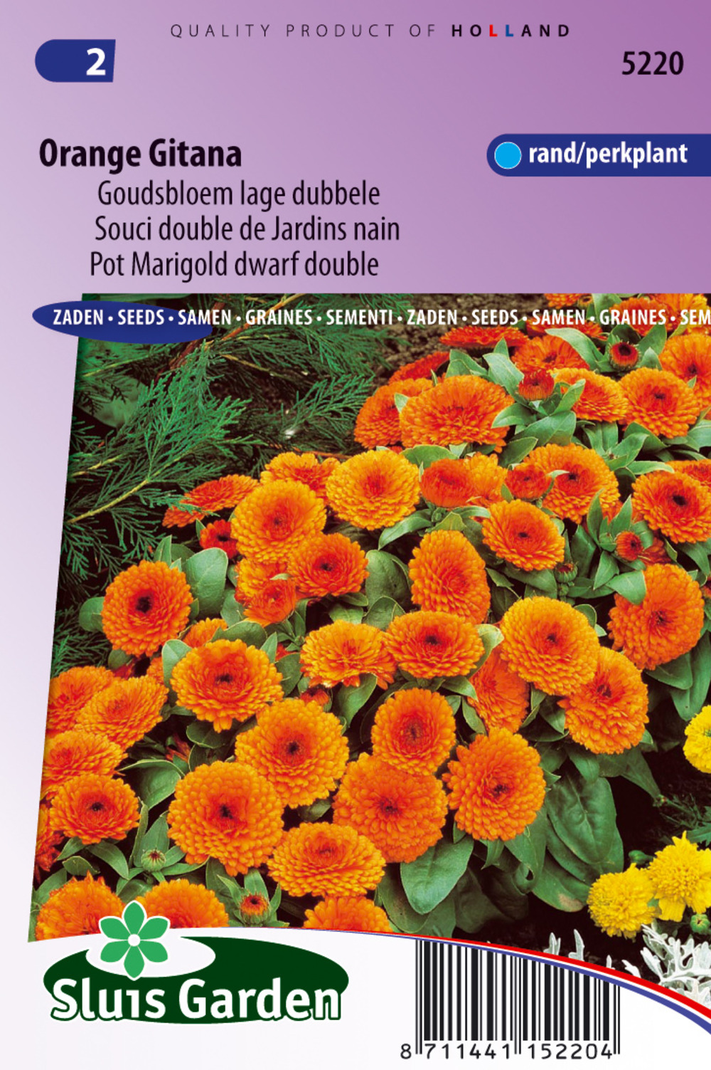 Souci double de jardins orange gitana - graines de fleurs annuelles - ca. 0,6 g (livraison gratuite)