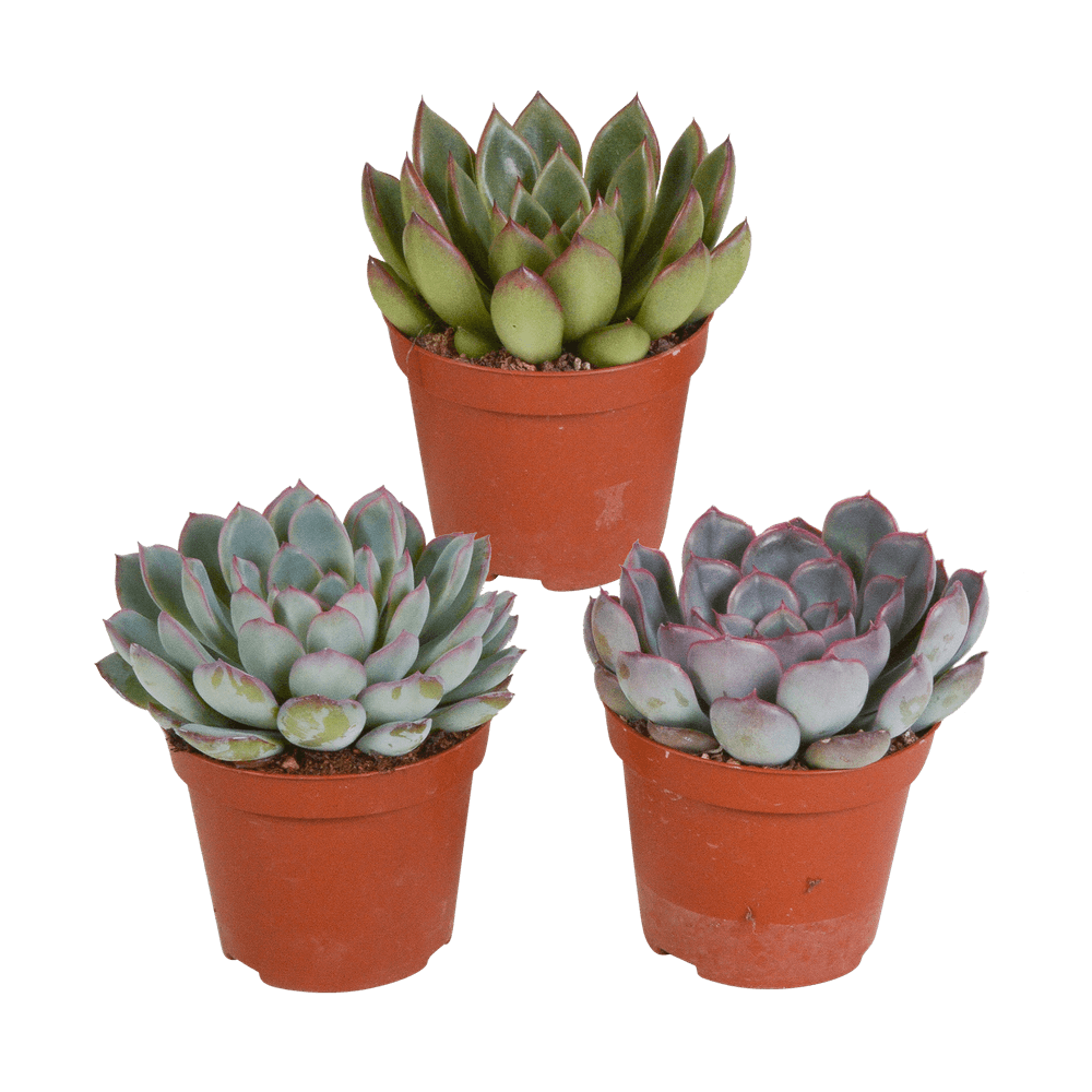 Echeveria, box de 3 plantes, h15cm - plantes d'intérieur