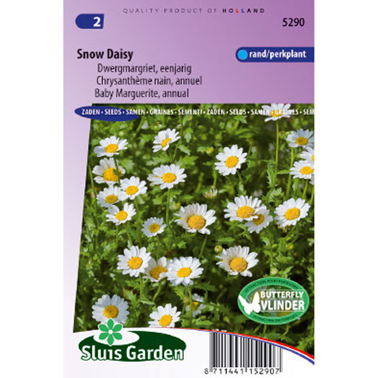 Chrysanthème des marais 'snow daisy' le sachet de 700 graines environ (0,5g)