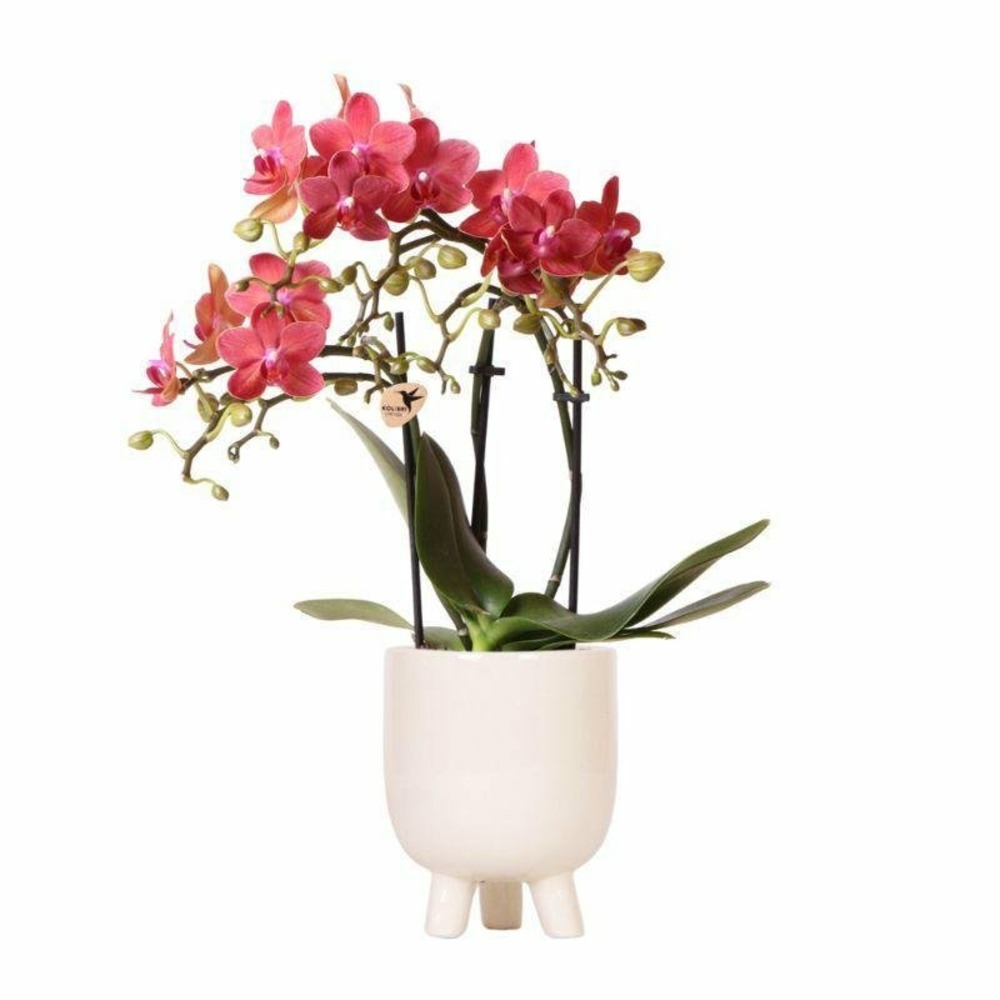 Orchidée phalaenopsis congo rouge et son pot beige - hauteur 35cm