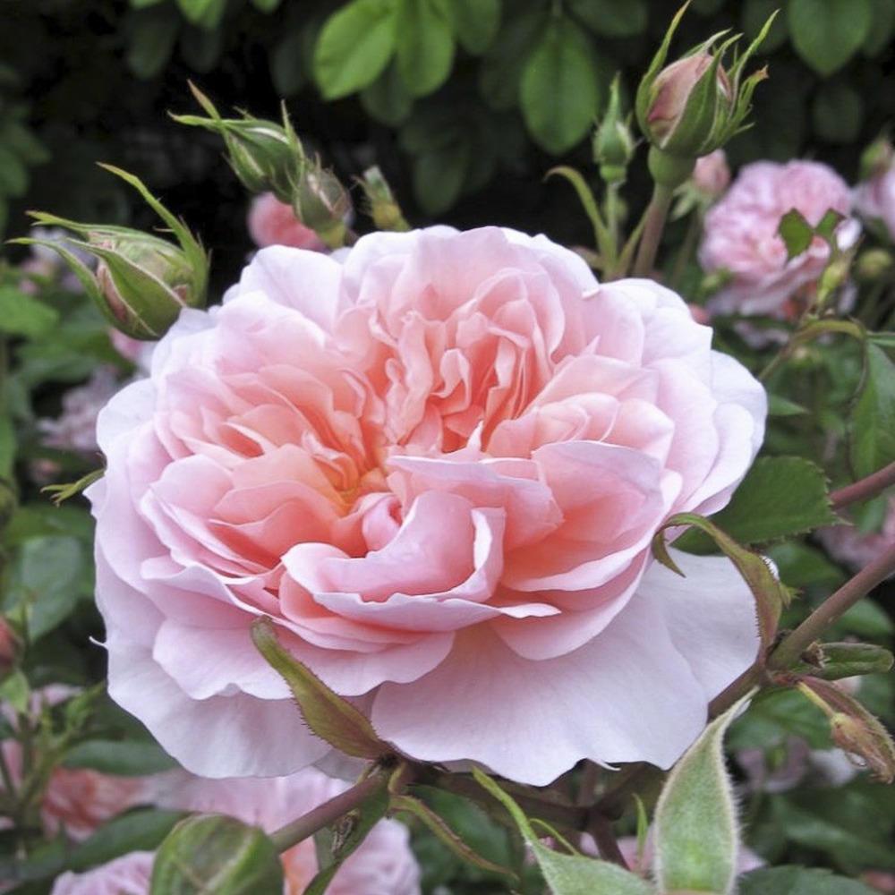 Rosier arbuste moschata 'ann boleyn ' pot de 4l/5l