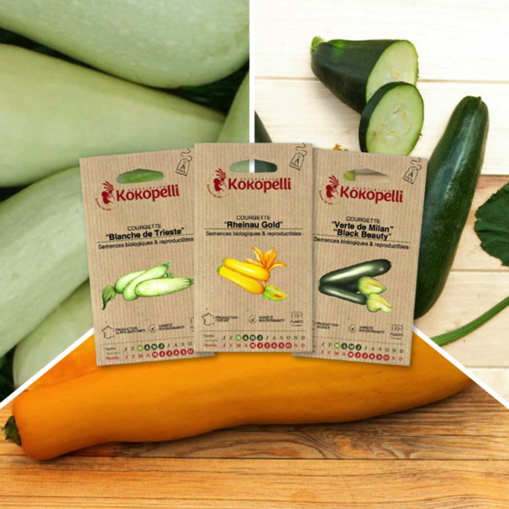 Courgettes colorées - 3 sachets de graines bio à semer