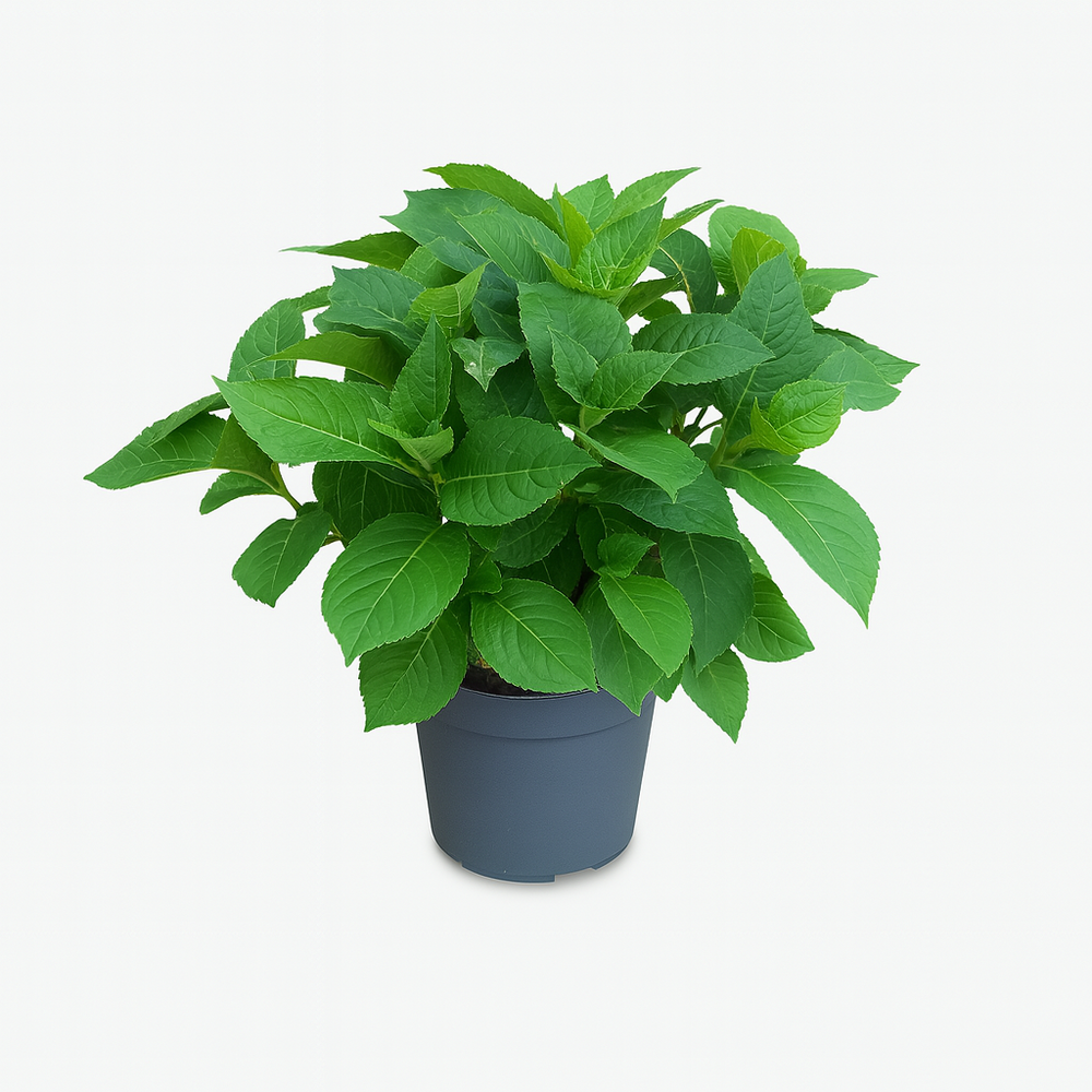 Hydrangea macrophylla leuchtfeuer rouge - pot 2 l