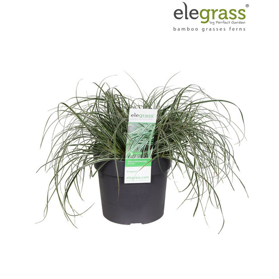 Laîche d'oshima everest 20cm pot 19cm - carex oshimensis everest