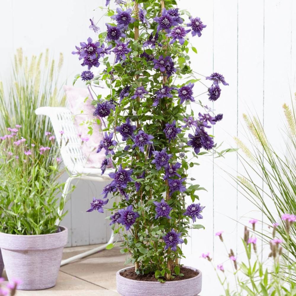 Clématite florida kokonoe® pot de 3l - echelle bambou 60/120 cm