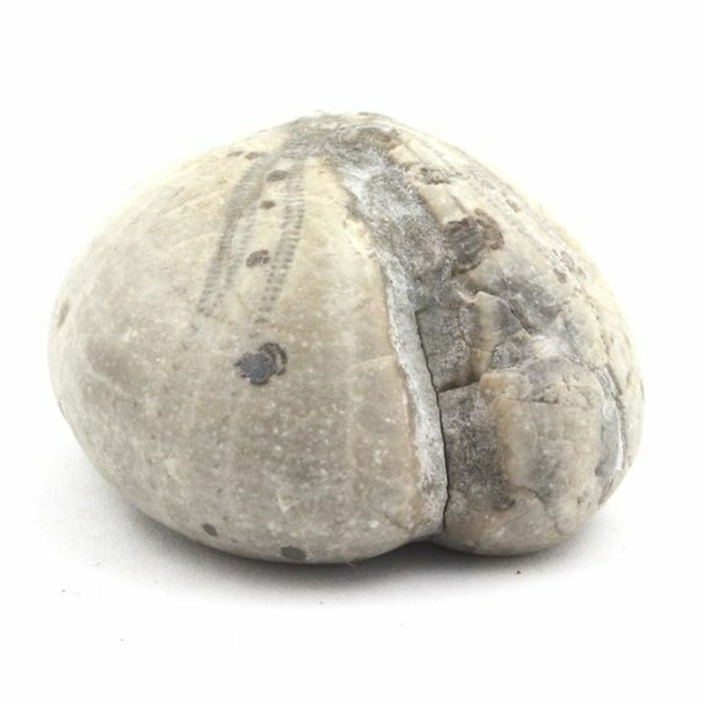 Oursin fossile, toxaster amplus 127.15 carats