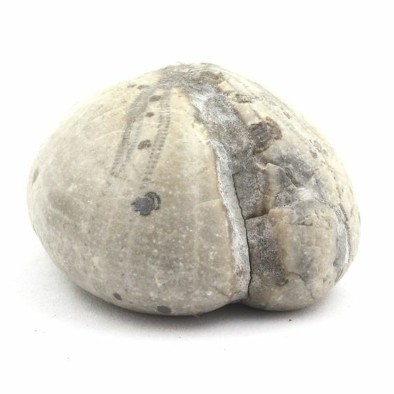 Oursin fossile, toxaster amplus 127.15 carats