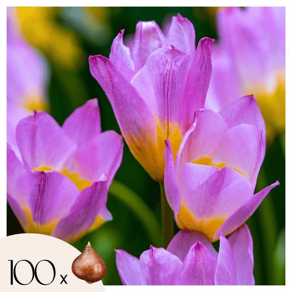 Tulipe - set de 100 - tulipa bakeri 'lilac wonder' - bulbes à fleurs