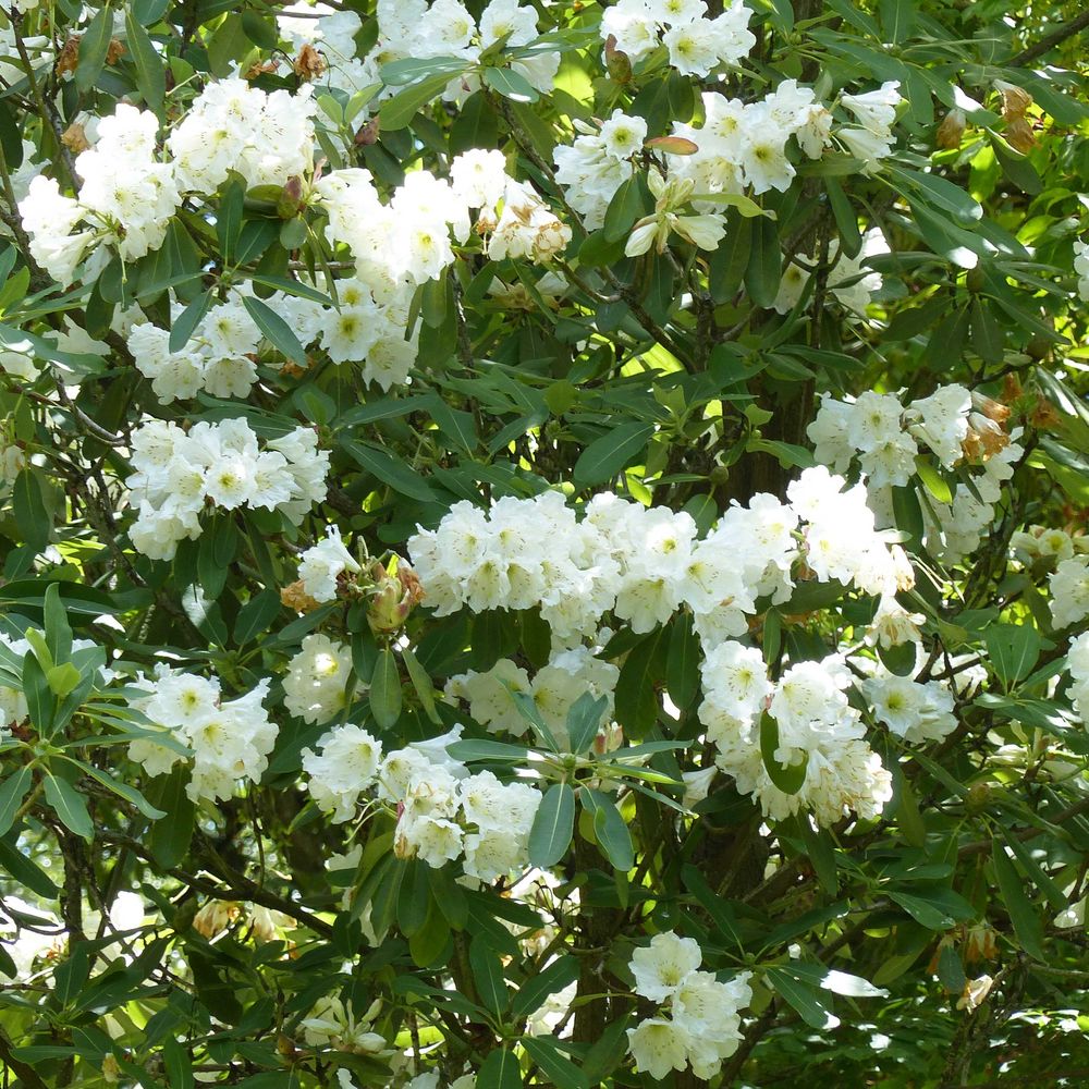 Rhododendron 'polar bear' pot de 4l/5l