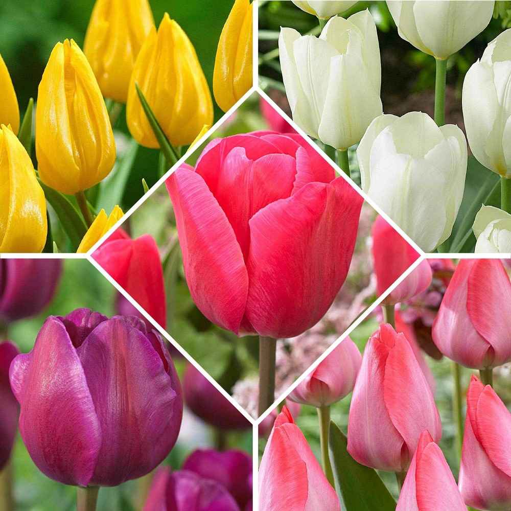 50 tulipes happy garden en mélange - le sachet de 50 bulbes / circonférence 10-11cm, vendu par lot de 2