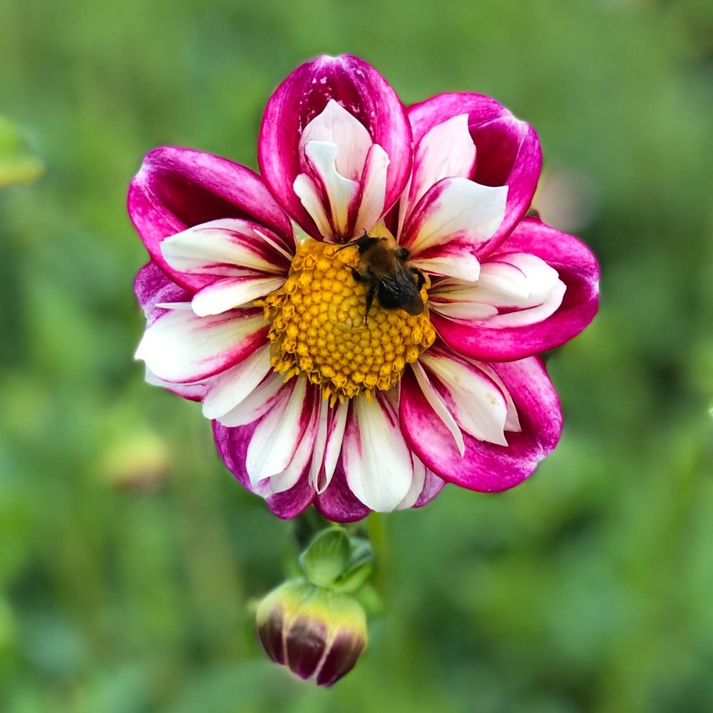Dahlia collerette 'bumble rumble' bulbe calibre i