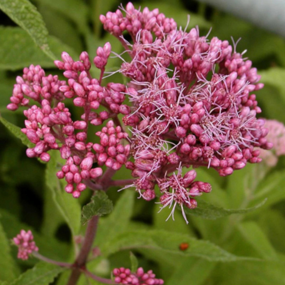 Eupatoire pourpre lot de 3 godets