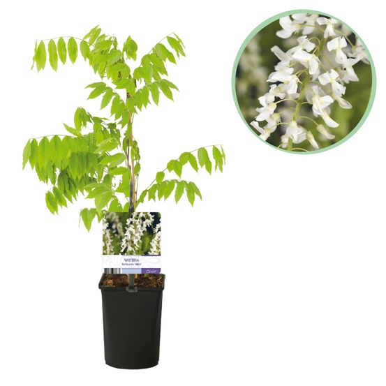 Glycine 'alba' - pot 11 cm - hauteur 40 cm - plante d'extérieur