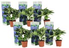 Hydrangea macrophylla 'early blue' - set de 6 - hortensia fleur bleu - plante jardin exterieur robuste - pot 9cm - hauteur 25-40cm