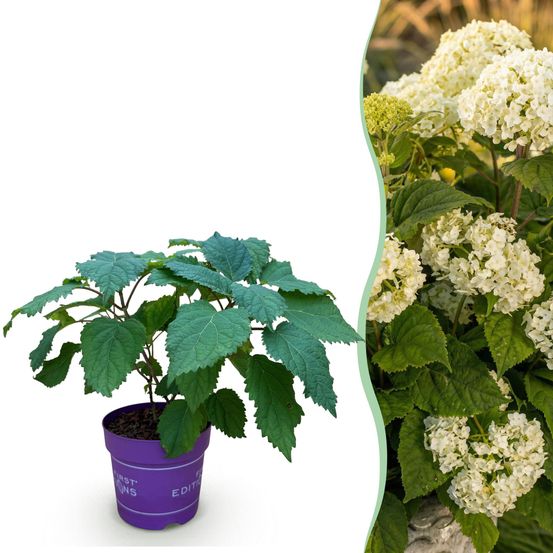 Hydrangea arborescens flowerwow - pot 14cm