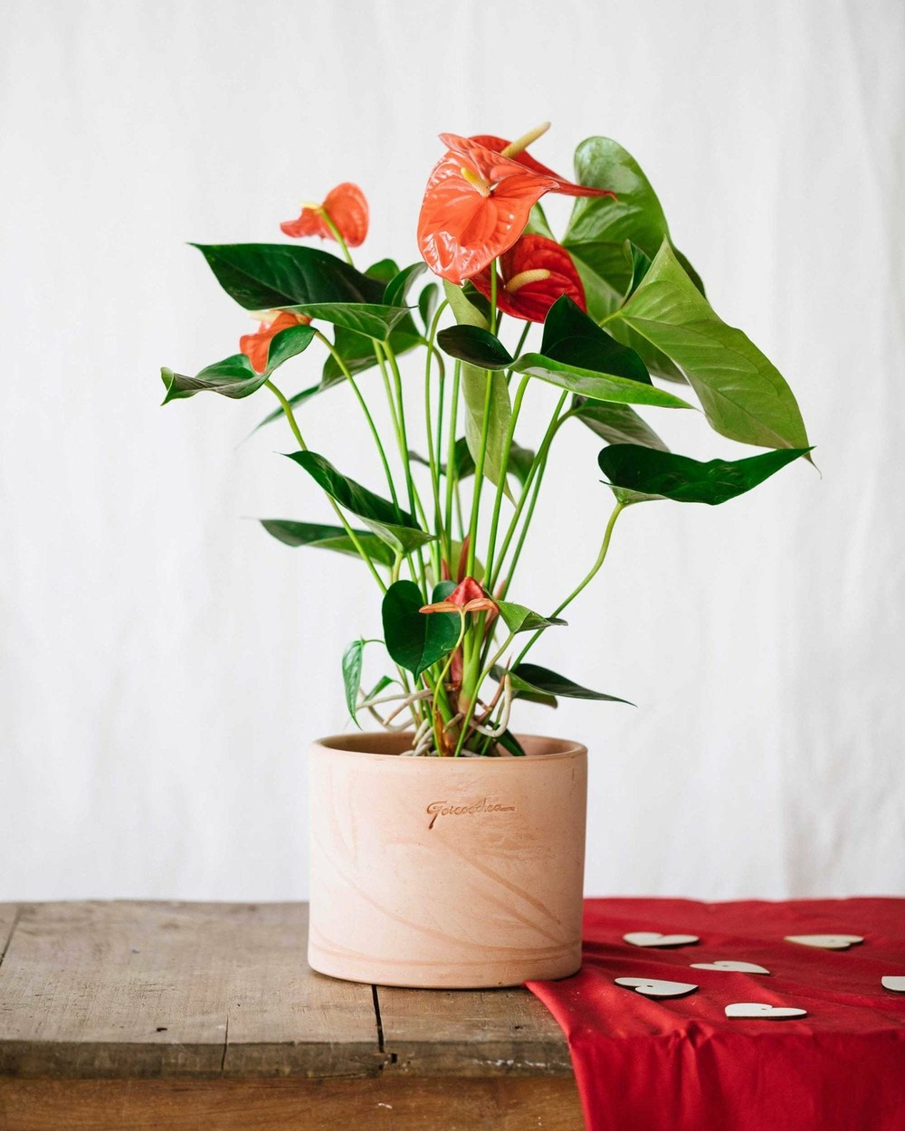 Anthurium rouge h55cm 55cm - plante d'intérieur