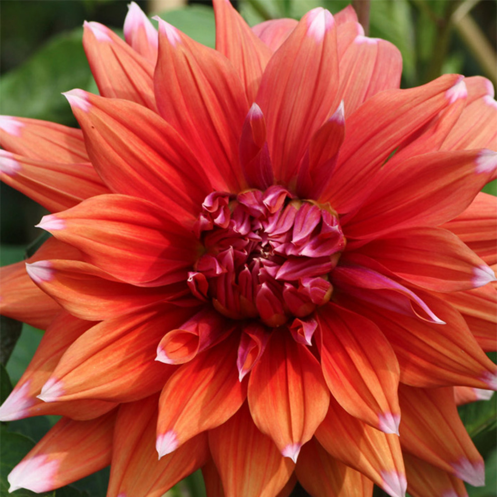 Dahlia gpe cactus 'color spectacle' bulbe calibre i