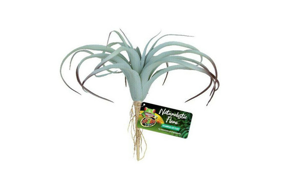 Plante tillandsia air - décor pour terrarium
