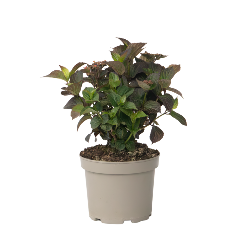 Hortensia - hydrangea paniculata 'dare devil' - hauteur 25-40cm - ⌀19cm