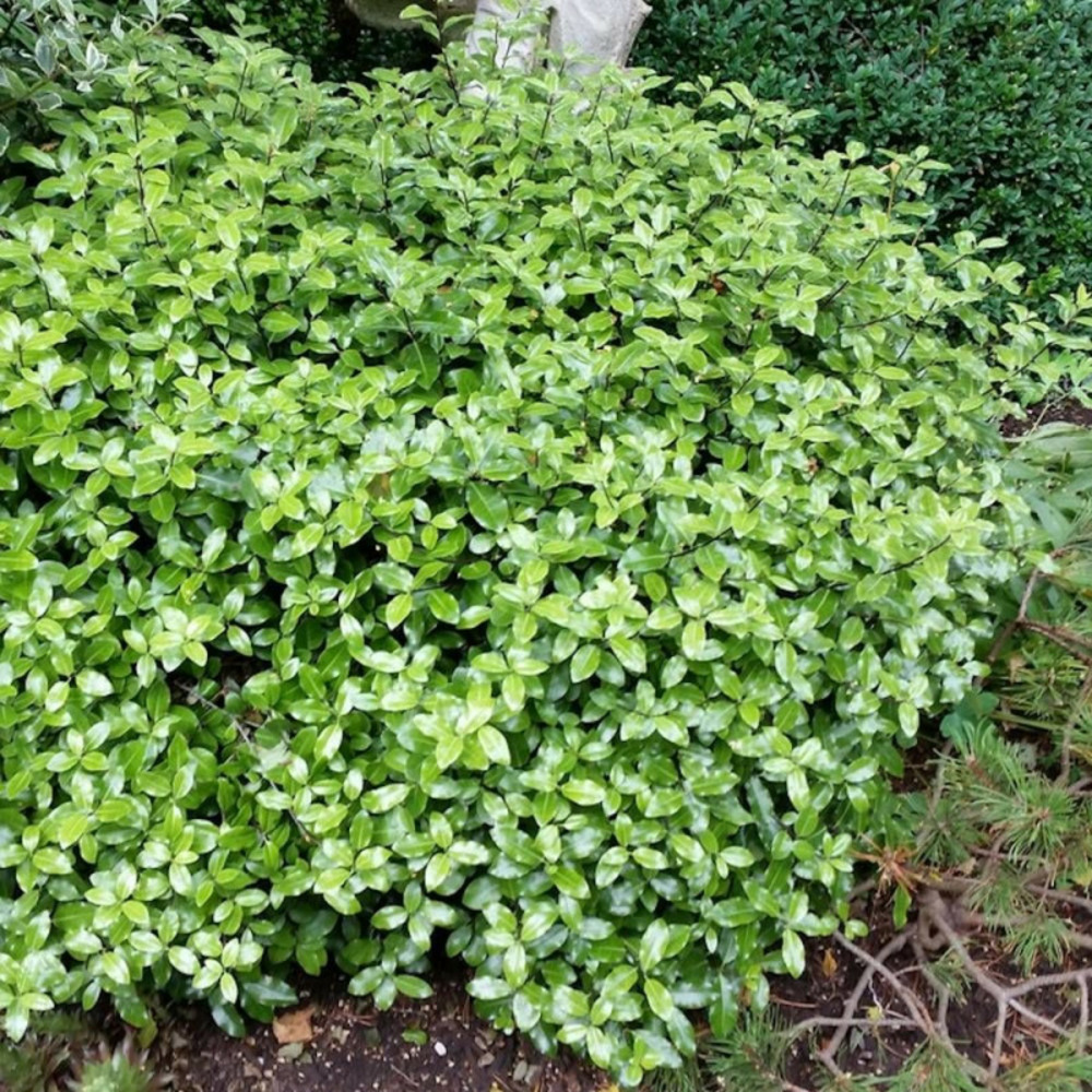 Pittosporum midget, pittospore pot de 7,5l - 40/60 cm