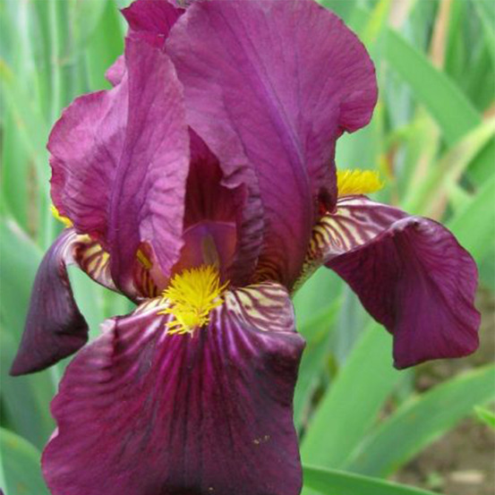 Iris des jardins 'red orchid' godet de 8/9 cm, calibre 4/6
