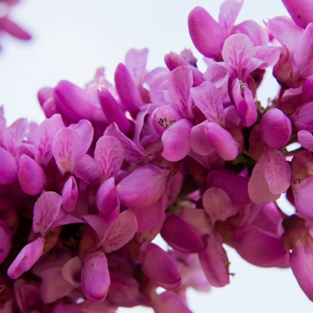 Cercis du canada cascading hearts, arbre de judée, gainier du canada pot de 15l - baliveau