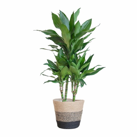 Dracaena janet lindt et son pot panier multicolor - hauteur 95cm